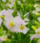 北京公司免税票办理要求是怎样的