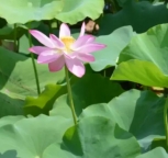 北京公司股份可以强制收购吗