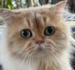 别人给我注册的营业执照怎么注销