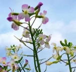 北京公司经营破产后如何分配