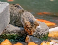 小规模纳税人升为一般纳税人需要什么资料